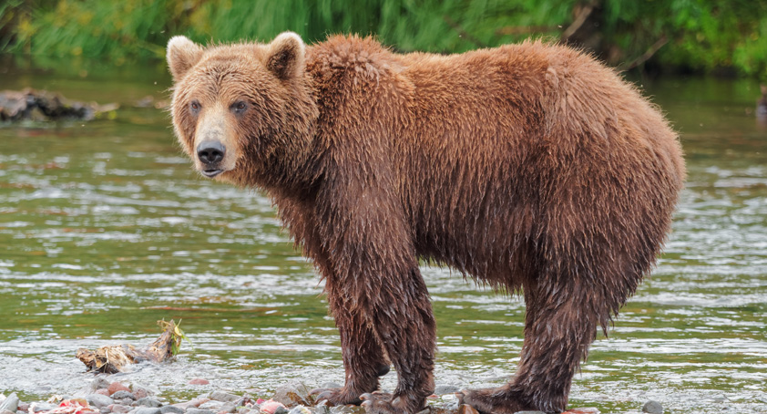 apple bear market barrons