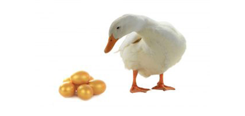 dediu goose golden eggs