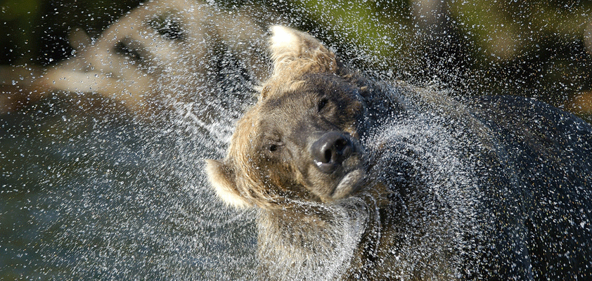 bear shaking off water