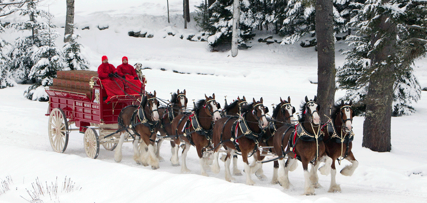 morgan stanley media bundle team of horses