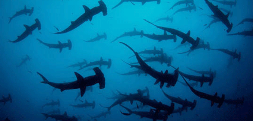 price targets ujnderwater 187 hammerhead sharks