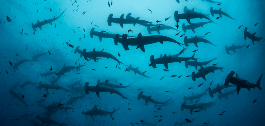 apple analysts underwater 280 hammerhead sharks