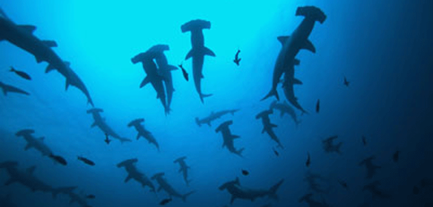 apple targets underwater 317 sharks