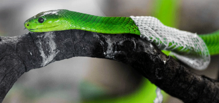 apple targets 4-6 snake peel