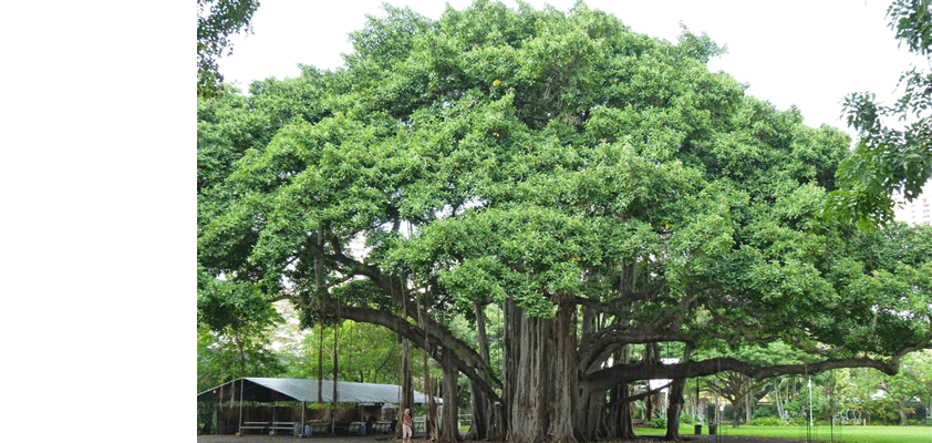 apple india banyan tree