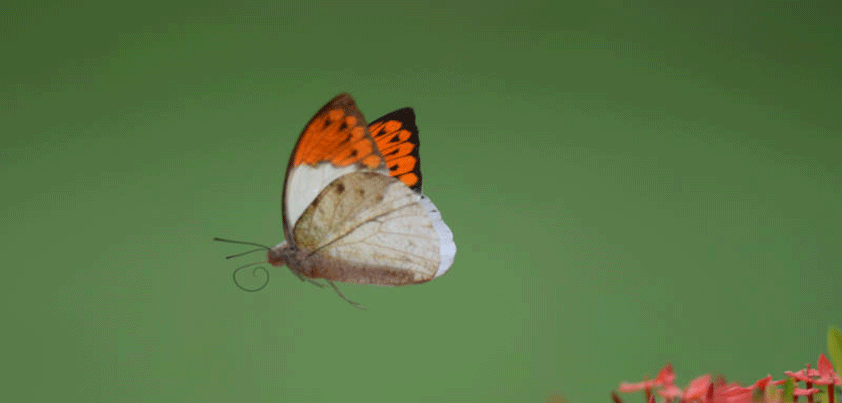 apple butterfly keyboard flown