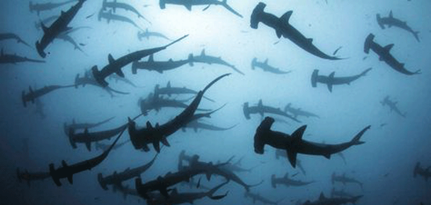apple 365 underwater sharks