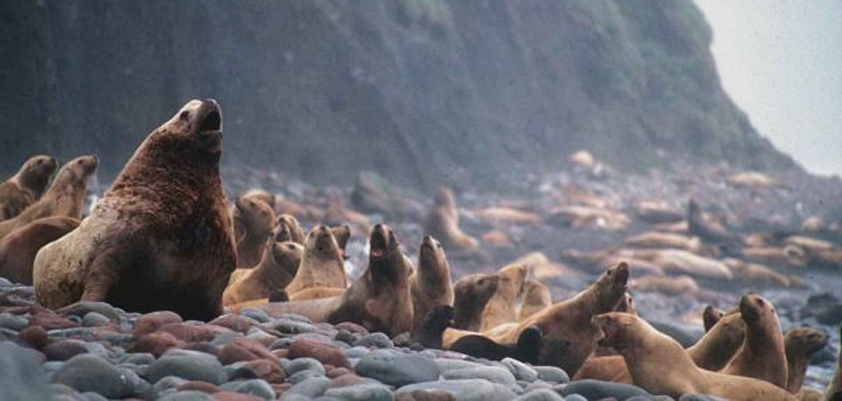 apple 127.83 analysts underwater sea lions