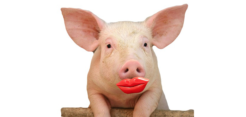 apple butterfly lipstick pig