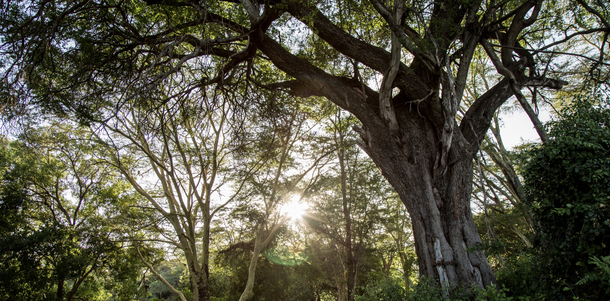 apple trees restore fund