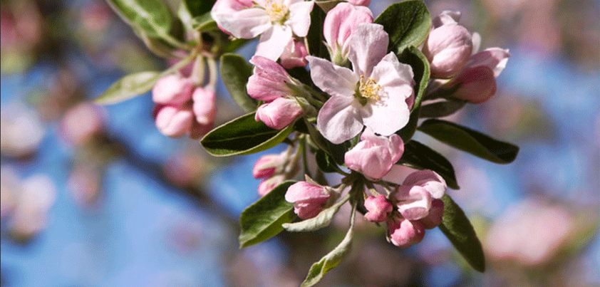 apple blossomed june