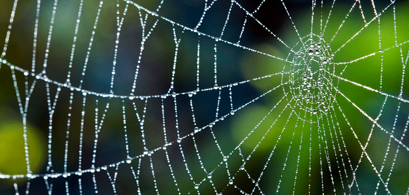 apple wedbush spider web