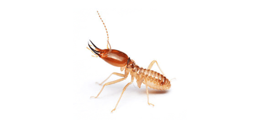 apple epic information termite