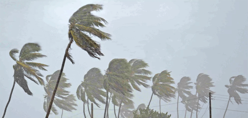 apple bends palm trees