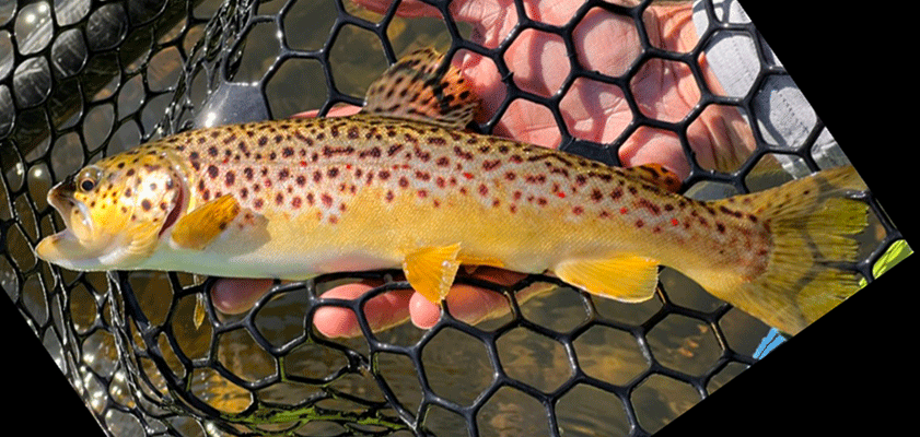 gone fishing brown trout