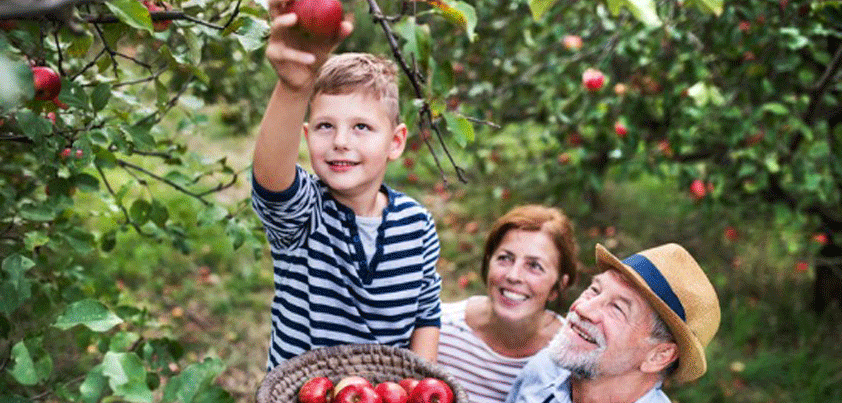 apple picking time guilfoyle