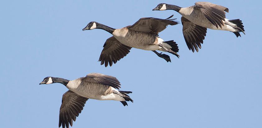 apple foxcon returning geese