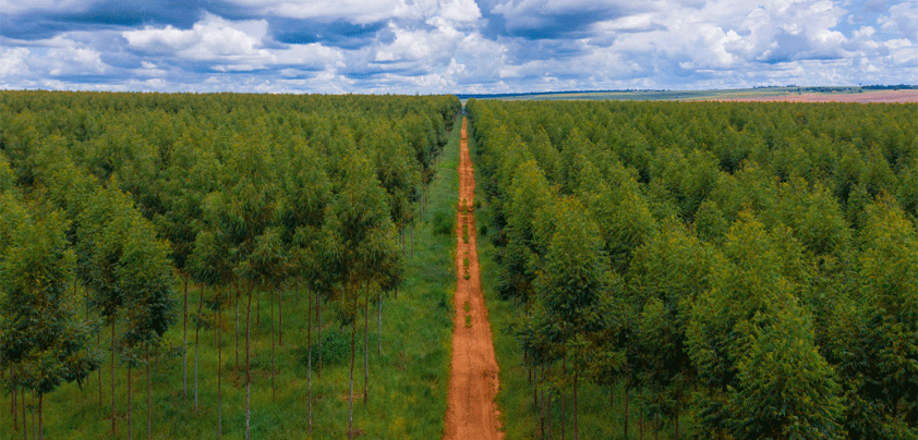 apple trees carbon removal