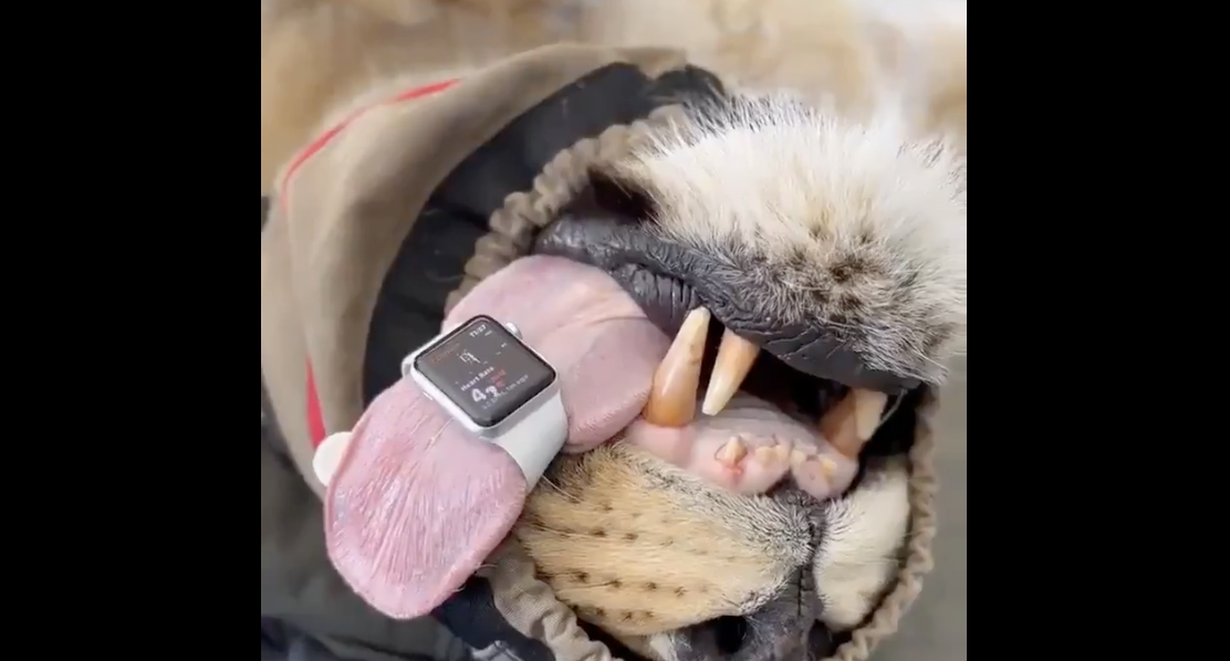 apple watch lion tongue