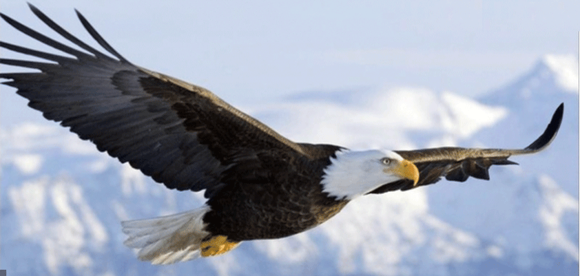 apple record 220.27 eagle