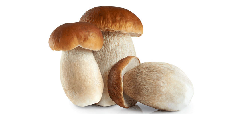 apple android utah porcini