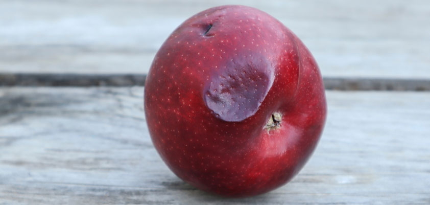 apple dented premarket