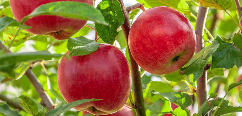 apple money managers buying